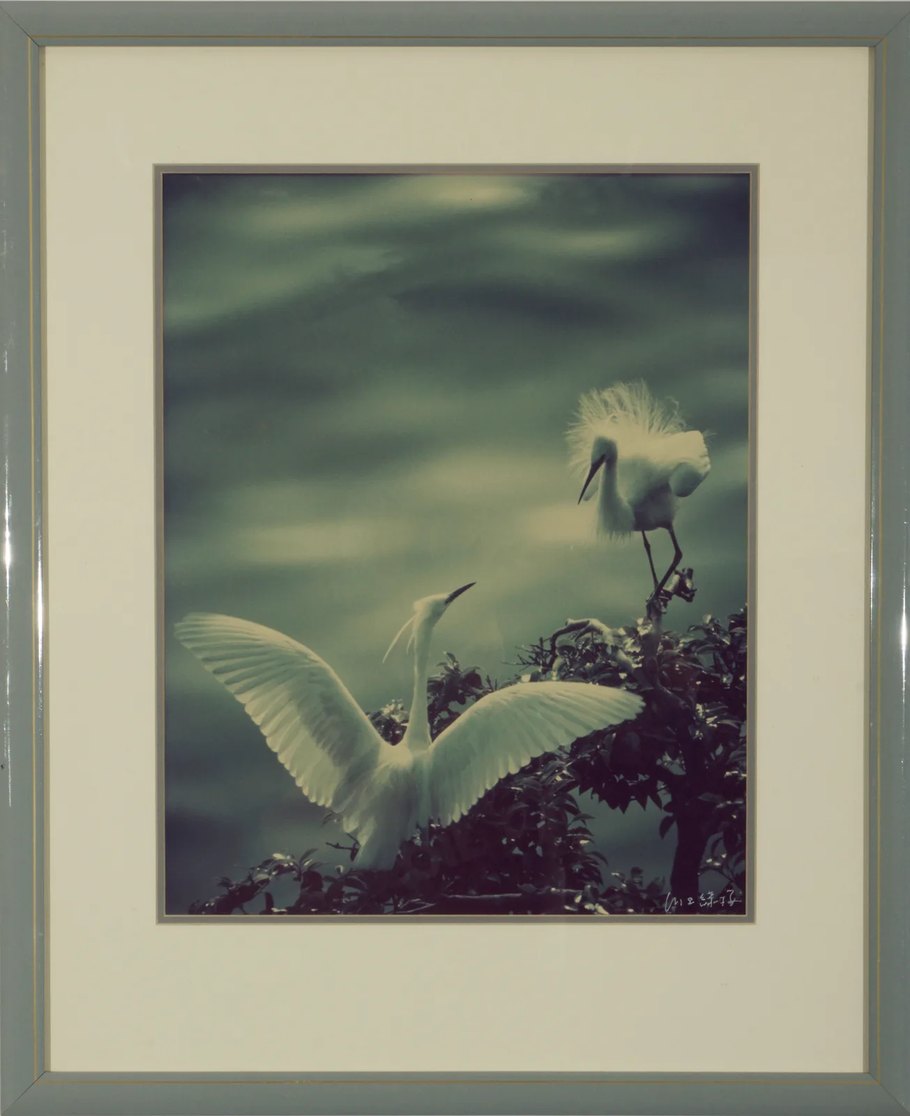 Soft-focus photograph of two white egrets among foliage, one with wings outstretched