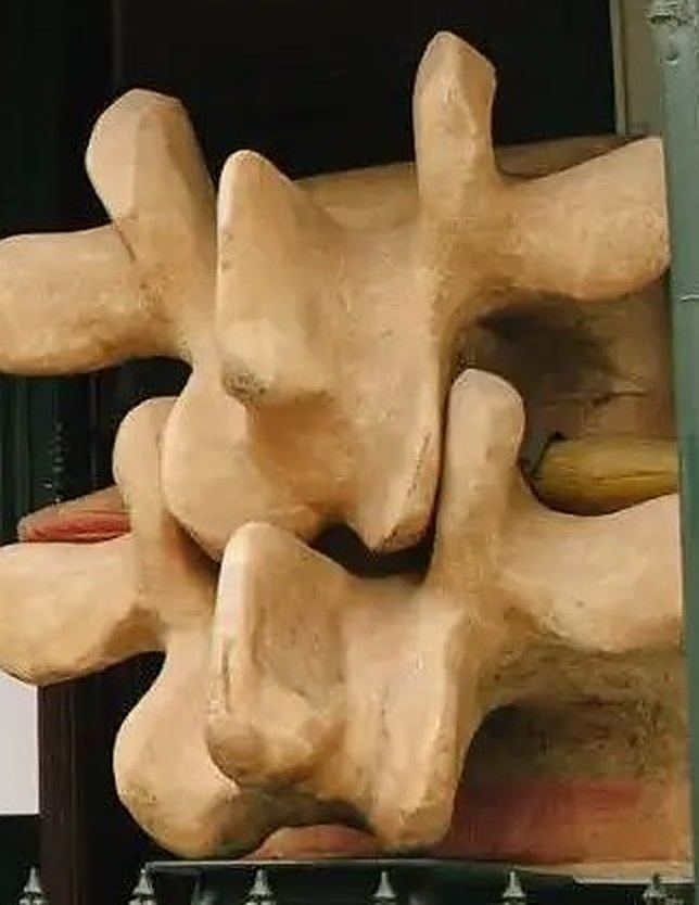 The oversized vertebrae mounted at the entrance to the Diskin Life Centre in Fitzroy, seen close